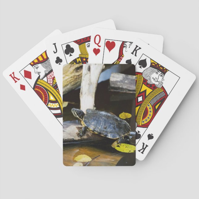 Dammglidaresköldpadda i vilden spel kort (Baksidan)