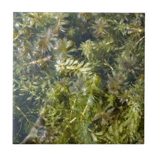 Dammogräs (eller, "det frodiga damm Plantlife") Kakelplatta