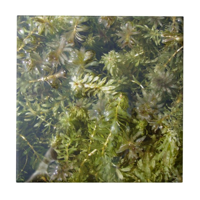 Dammogräs (eller, "det frodiga damm Plantlife") Kakelplatta (Framsidan)