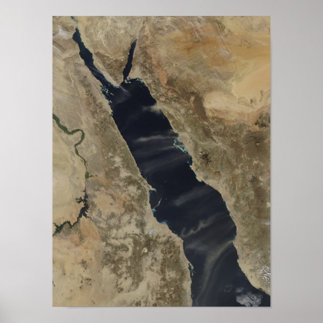 Dammsugnar över Röda havet Poster (Framsidan)