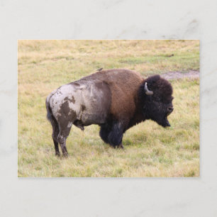 Dammtorrbison i Yellowstone National Park Vykort