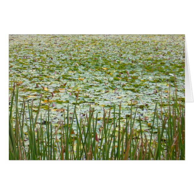 dammväxter hälsningskort (Framsidan Horizontal)