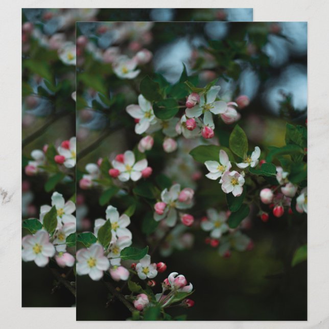Dämpad äppelträd blommar Scrapbookpapper (Fram/baksida)