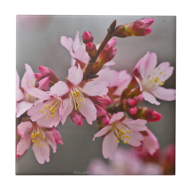 Dämpade Rosa Japanska Körsbärsblommor Kakelplatta (Framsidan)