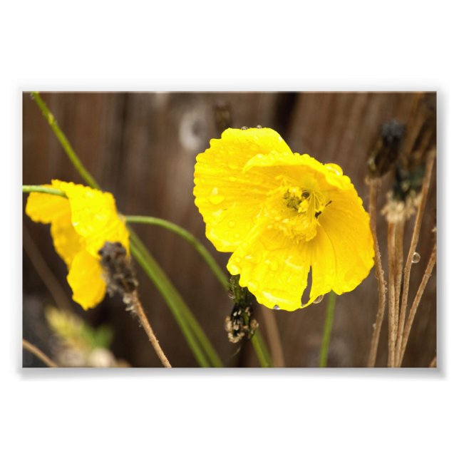 Dampened Sunshine Fototryck (Framsidan)