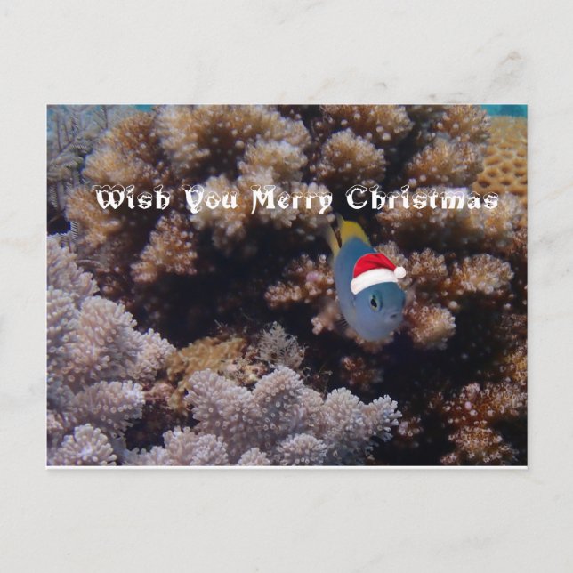 Damselfish Vykort (Framsida)