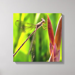 Damselfly balanserat på en blommande huvud canvastryck