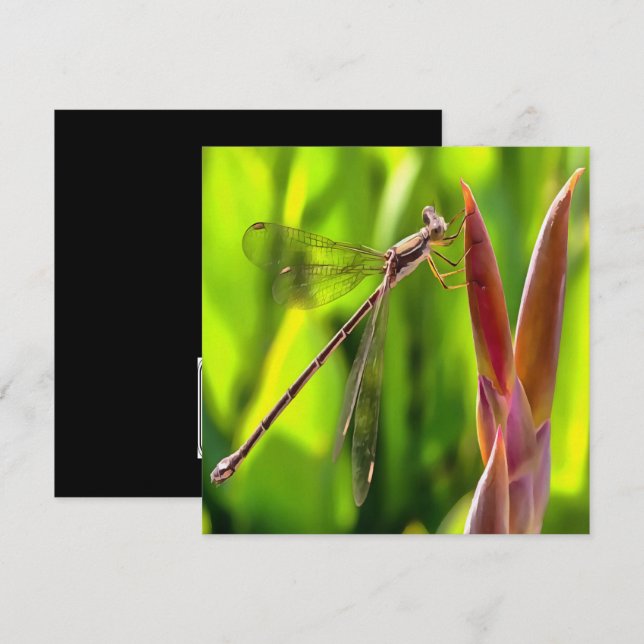 Damselfly balanserat på en blommande huvud inbjudningar (Fram/baksida)