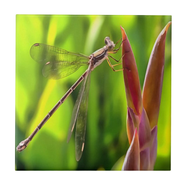 Damselfly balanserat på en blommande huvud kakelplatta (Framsidan)