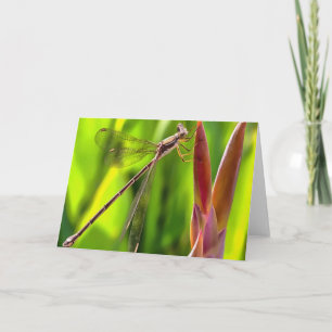 Damselfly balanserat på en blommande huvud kort
