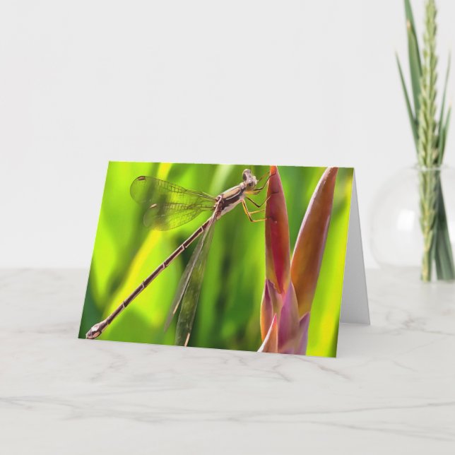 Damselfly balanserat på en blommande huvud kort (Framsida)