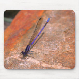 Damselfly Dragonfly Nature Musmatta