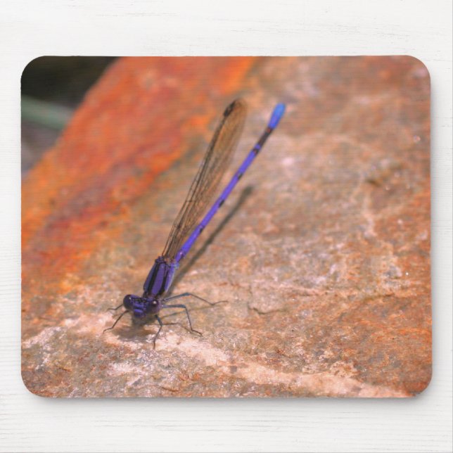 Damselfly Dragonfly Nature Musmatta (Framsidan)