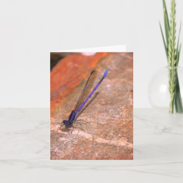 Damselfly Dragonfly Near Note Card Tack Kort (Framsida)