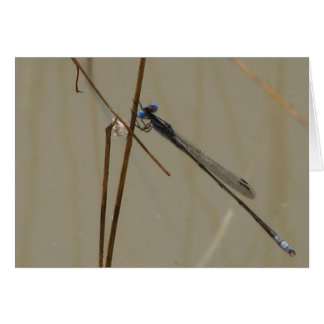 Damselfly Hälsningskort