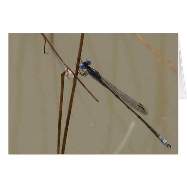 Damselfly Hälsningskort (Framsidan Horizontal)