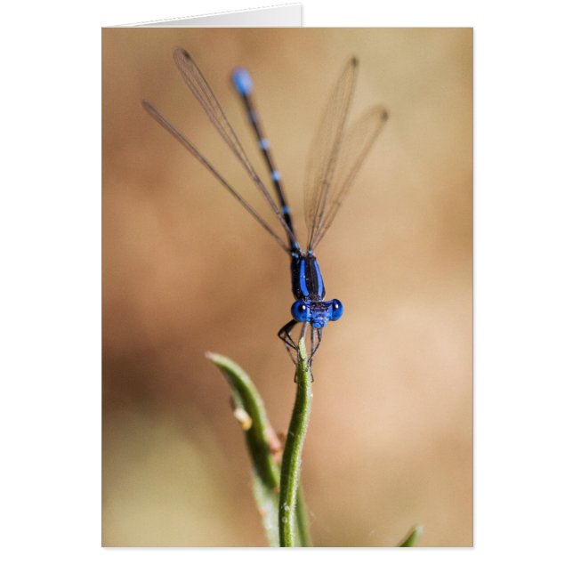 Damselfly Hälsningskort (Framsidan)
