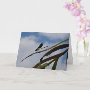 Damselfly i Blå himmel Card Kort