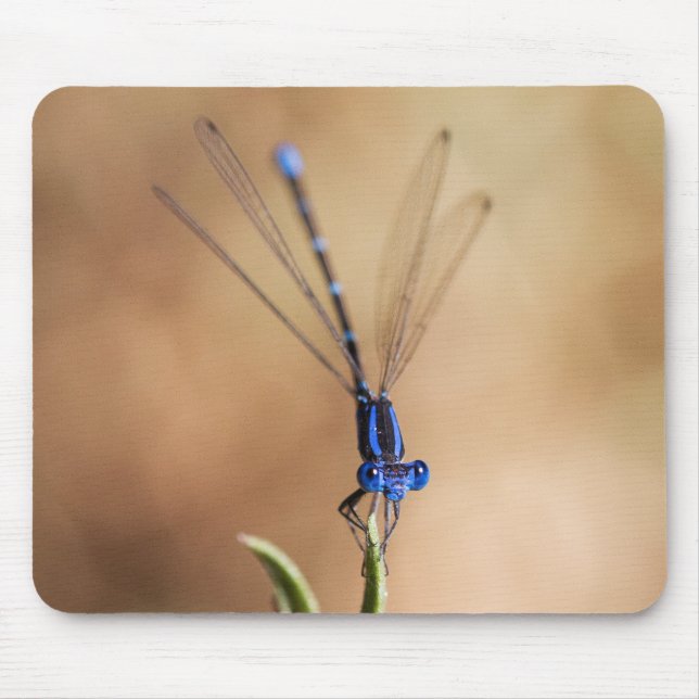 Damselfly Musmatta (Framsidan)