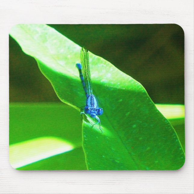 Damselfly Musmatta (Framsidan)