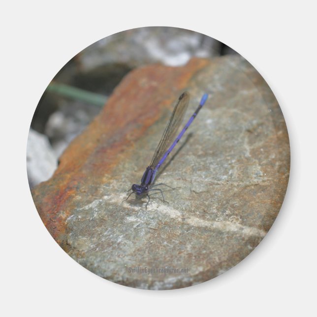 Damselfly Natature Photography Magnet (Framsidan)
