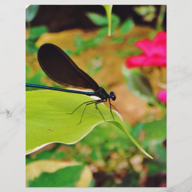 Damselfly och Ro (Framsida)