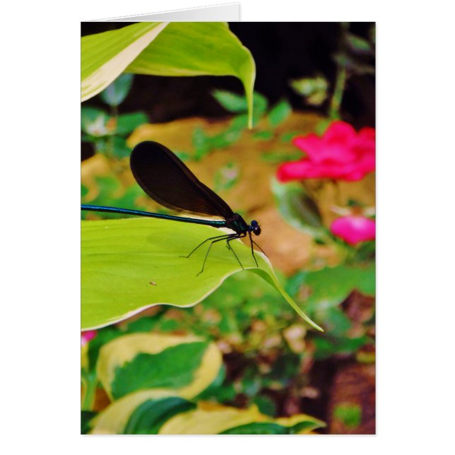 Damselfly och Ro Hälsningskort (Framsidan)