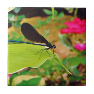 Damselfly och Ro Kakelplatta