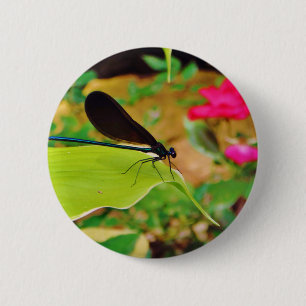 Damselfly och Ro Knapp