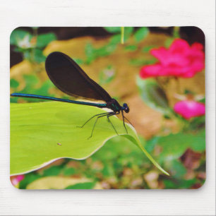 Damselfly och Ro Musmatta