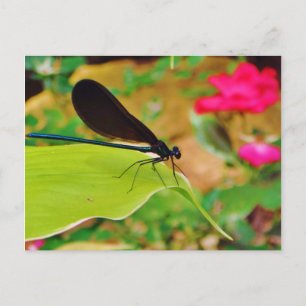 Damselfly och Ro Vykort