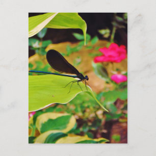 Damselfly och Ro Vykort
