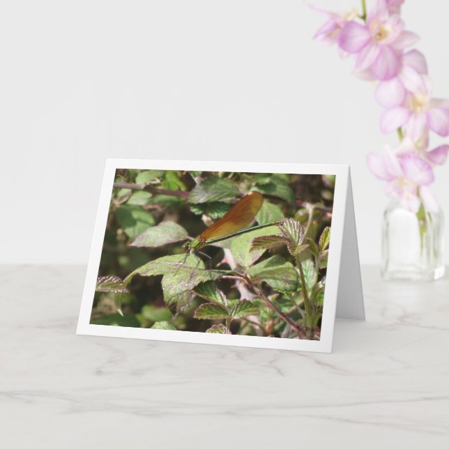 Damselfly Porträtt Card Kort (Orkide)