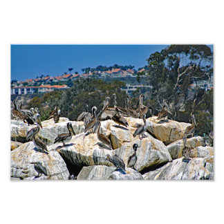 Dana Point Fototryck