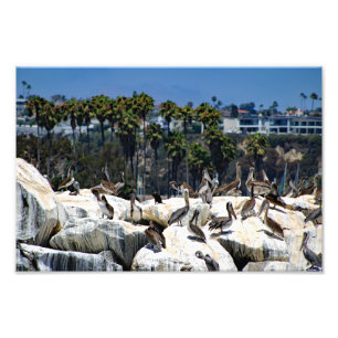 Dana Point Fototryck