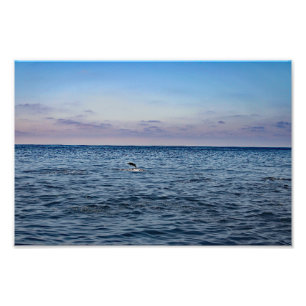 Dana Point Fototryck