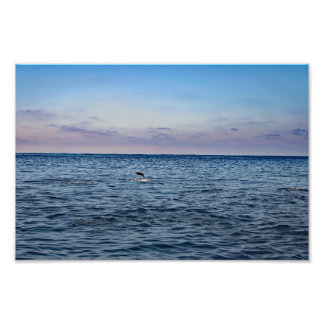 Dana Point Fototryck