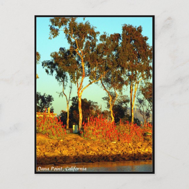 Dana Point-vykort Vykort (Framsida)