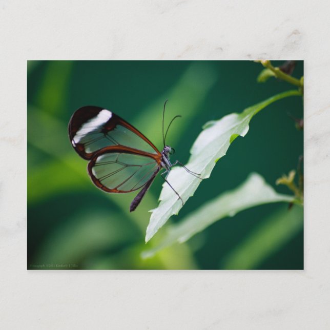 Dana Postcard Vykort (Framsida)