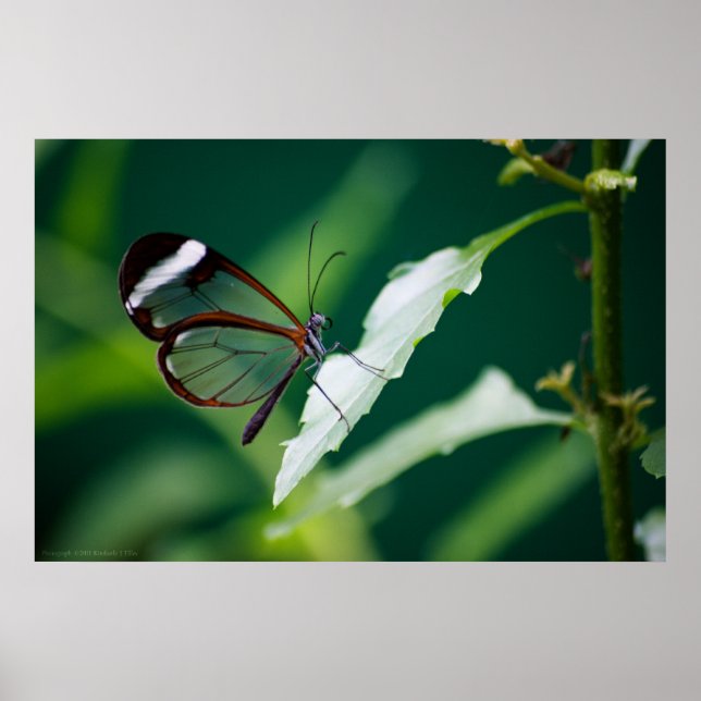 Dana-utskrift Poster (Framsidan)