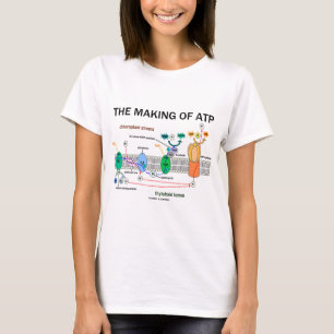 Danandet av ATP (den Photosynthetic inställningen Tröja