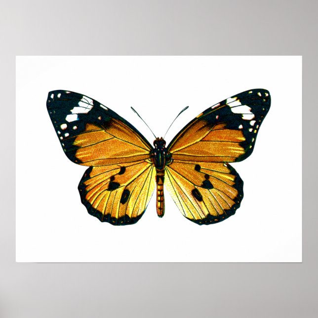 Danaus chrysippus butterfly poster (Framsidan)