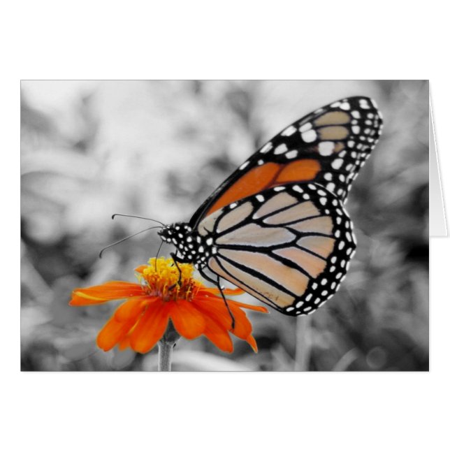 Danaus Plexippus mig - kort (Framsidan Horizontal)