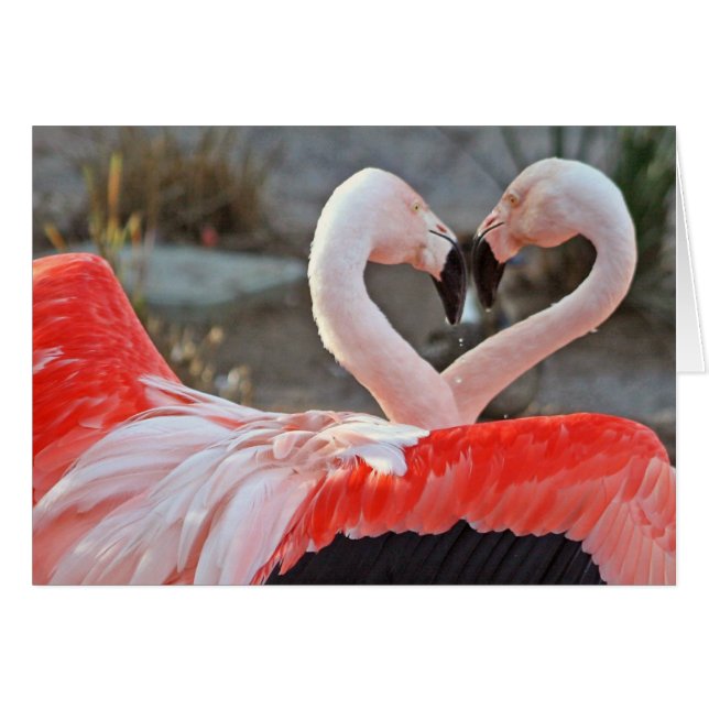 Dance of Kärlek Hälsningskort (Framsidan Horizontal)