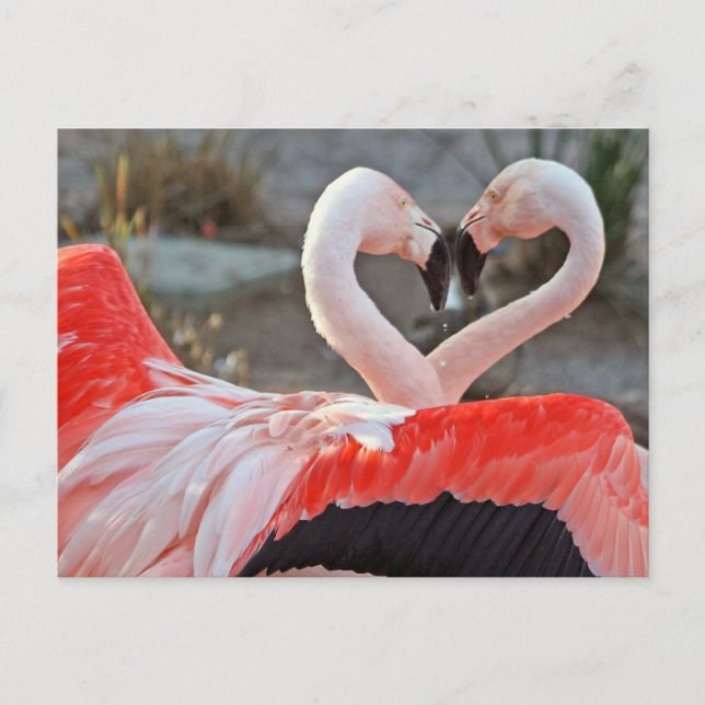 Dance of Kärlek Vykort (Framsida)