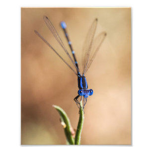 Dance of the damselfly fototryck