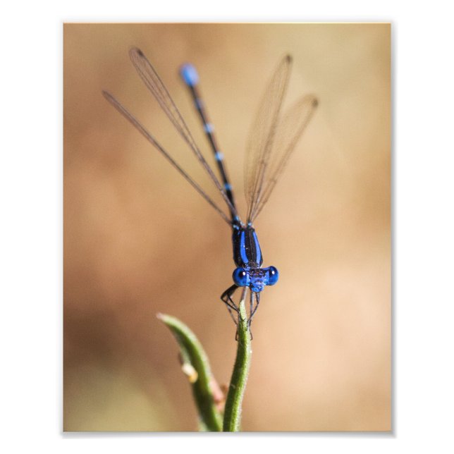 Dance of the damselfly fototryck (Framsidan)