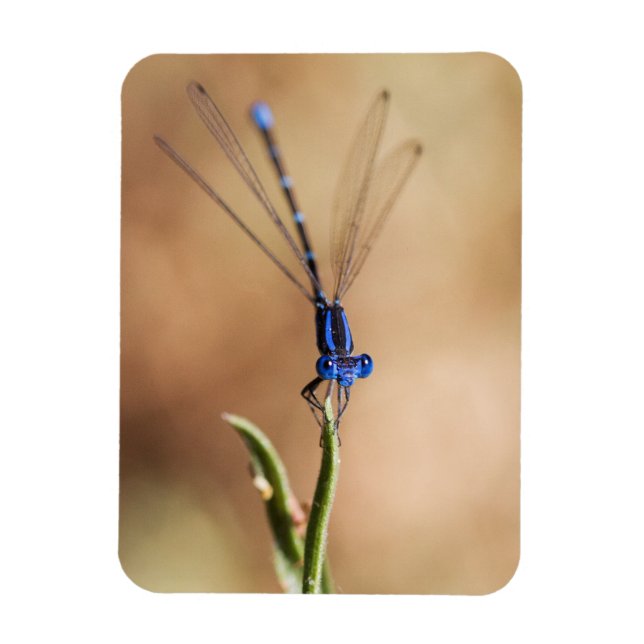 Dance of the damselfly magnet (Vertikal)