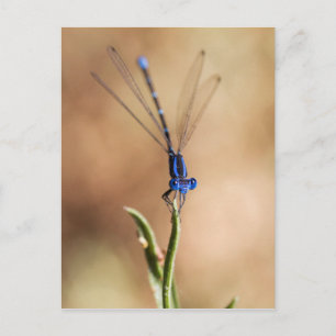 Dance of the damselfly vykort