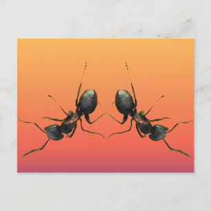 Dancing Ants Vykort